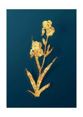 Gold Elder Scented Iris Botanical on Teal