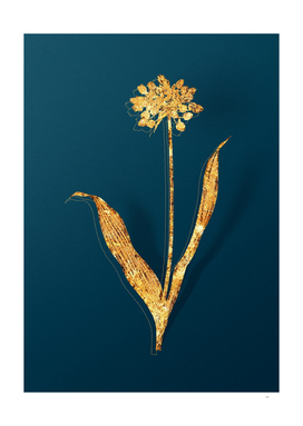 Gold Golden Garlic Botanical Illustration on Teal