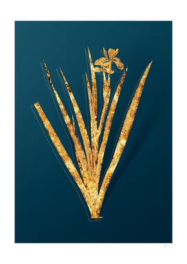 Gold Stinking Iris Botanical Illustration on Teal