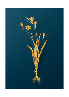 Gold Ixia Bulbifera Botanical Illustration on Teal