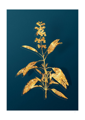 Gold Sage Plant Botanical Illustration on Teal