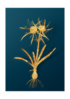 Gold Streambank Spiderlily Botanical on Teal