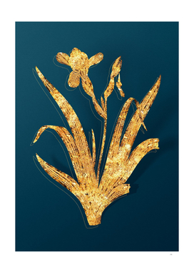 Gold Hungarian Iris Botanical Illustration on Teal
