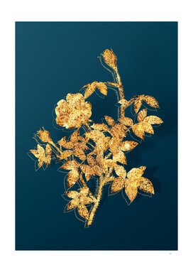 Gold Moss Rose Botanical Illustration on Teal