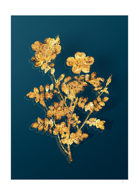 Gold Variegated Burnet Rose Botanical on Teal
