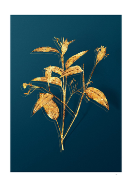 Gold Maranta Arundinacea Botanical on Teal
