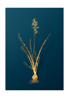 Gold Hyacinthus Viridis Botanical on Teal