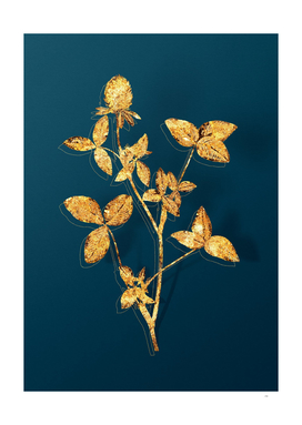 Gold Pink Clover Botanical Illustration on Teal