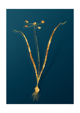 Gold Allium Scorzonera Folium Botanical on Teal