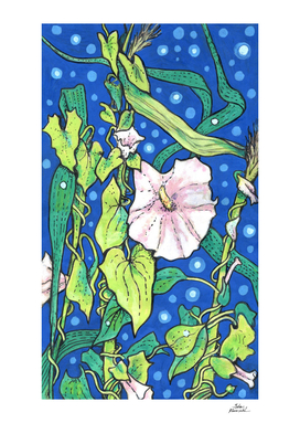 Bindweed Flowers and Reed  Summer Plants Sketch