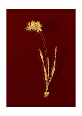 Gold Ixia Filiformis Botanical Illustration on Red