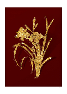Gold Orange Day Lily Botanical Illustration on Red