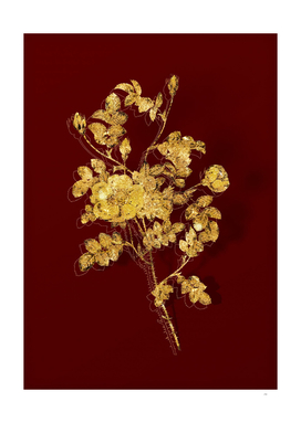 Gold Yellow Sweetbriar Rose Botanical on Red