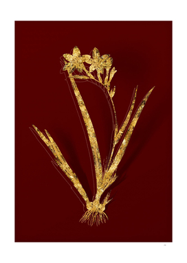 Gold Gladiolus Cardinalis Botanical on Red