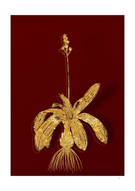 Gold Scilla Lilio Hyacinthus Botanical on Red