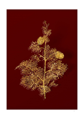 Gold Mediterranean Cypress Botanical on Red
