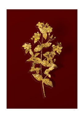 Gold Stinking Tutsan Botanical Illustration on Red