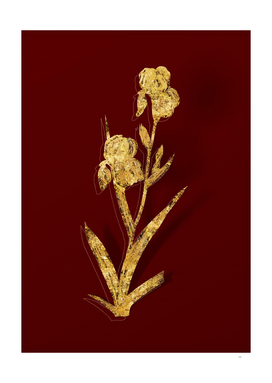 Gold Elder Scented Iris Botanical on Red