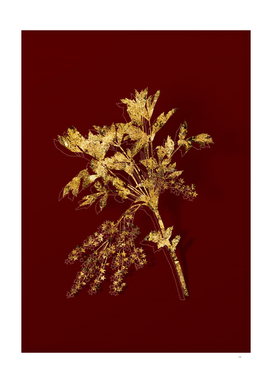 Gold Shrub Yellowroot Botanical on Red
