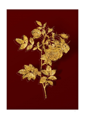 Gold Turnip Roses Botanical Illustration on Red