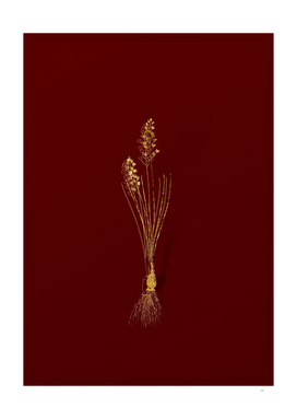 Gold Autumn Squill Botanical Illustration on Red