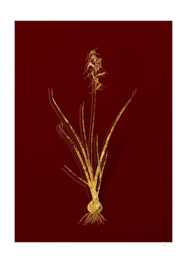 Gold Hyacinthus Viridis Botanical on Red