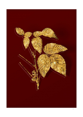 Gold Eastern Poison Ivy Botanical on Red