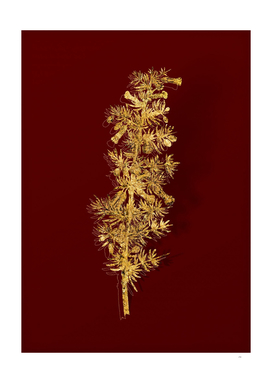 Gold Kraal Honey Thorn Botanical on Red
