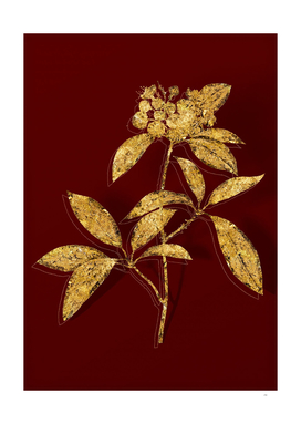 Gold Mountain Laurel Branch Botanical on Red