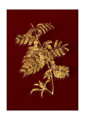 Gold Sweet Acacia Botanical Illustration on Red