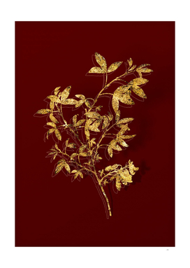 Gold Stinking Bean Trefoil Botanical on Red
