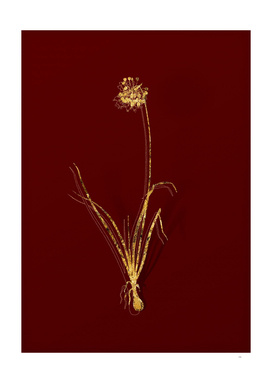 Gold Nodding Onion Botanical Illustration on Red