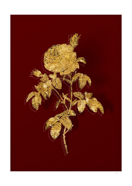 Gold Provence Rose Bloom Botanical on Red
