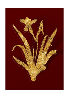 Gold Hungarian Iris Botanical Illustration on Red