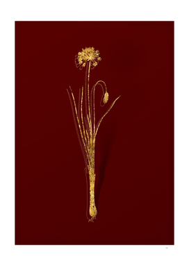 Gold Autumn Onion Botanical Illustration on Red
