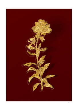Gold Yellow Wallflower Bloom Botanical on Red