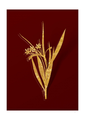 Gold White Baboon Root Botanical on Red