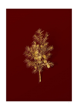 Gold Common Juniper Botanical Illustration on Red