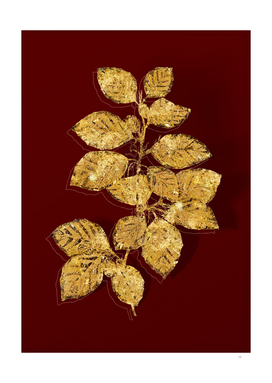 Gold European Beech Botanical Illustration on Red