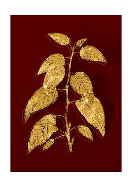Gold Balsam Poplar Leaves Botanical on Red
