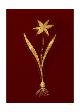 Gold Tulipa Celsiana Botanical Illustration on Red