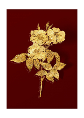 Gold Rose of Castile Botanical Illustration on Red