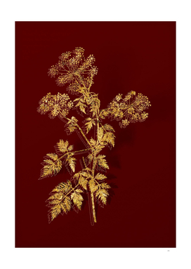 Gold Hemlock Flowers Botanical Illustration on Red