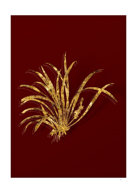 Gold Sansevieria Carnea Botanical on Red