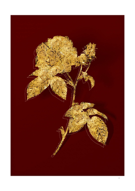 Gold Apothecary Rose Botanical Illustration on Red