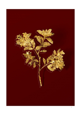 Gold Hairy Alpenrose Botanical Illustration on Red