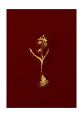 Gold Alpine Squill Botanical Illustration on Red