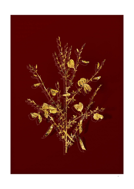 Gold Yellow Broom Flowers Botanical on Red