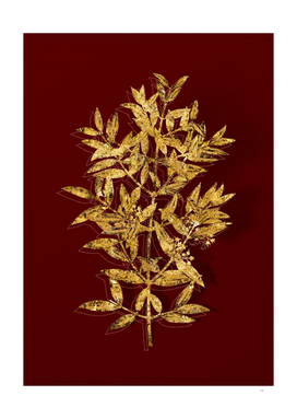 Gold Phillyrea Tree Branch Botanical on Red