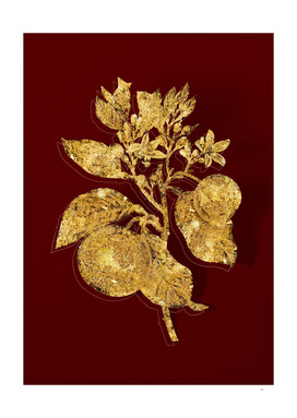 Gold Bitter Orange Botanical Illustration on Red